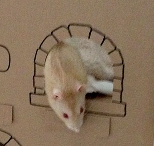 Our rat Pika peeking out his cardboard castle