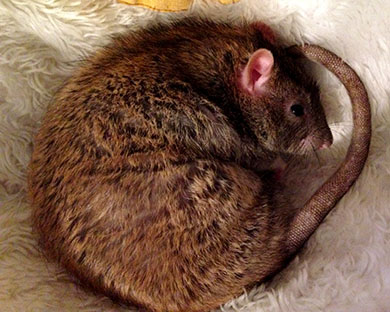 Our gorgeous rat, Chips curled up asleep
