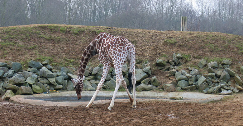 A giraffe at Colchester Zoo bending to drink water