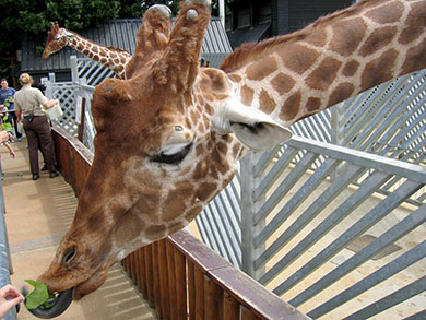 A giraffe at Colchester Zoo eating leaves fed by a visitor