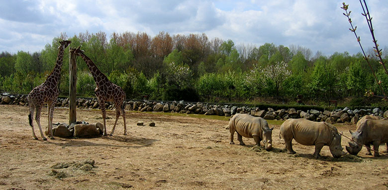 Giraffe and rhinoceros at Colchester Zoo