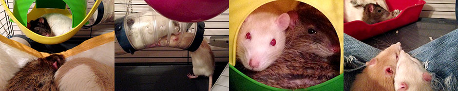 Montage of our seven rats