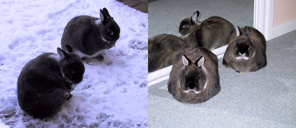 Our bunnies not impressed with the cold, and then safe and warm inside