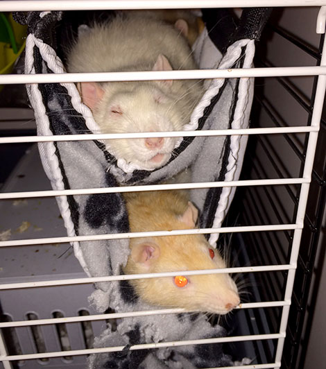 Oatie snuggling in his fleecy tunnel with Pika snoozing above