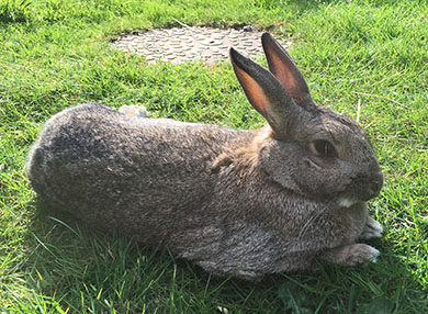 Our bunny, Fern, relaxing on the lawn