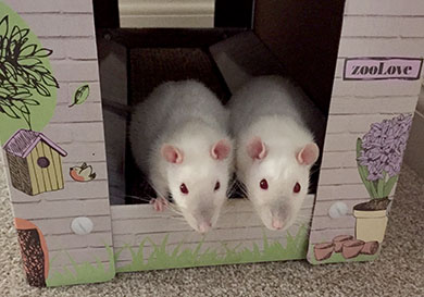 Our sweet rats, side by side in a cardboard cat house