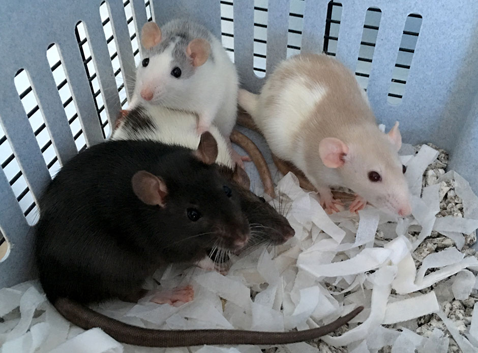 Our four new baby rats