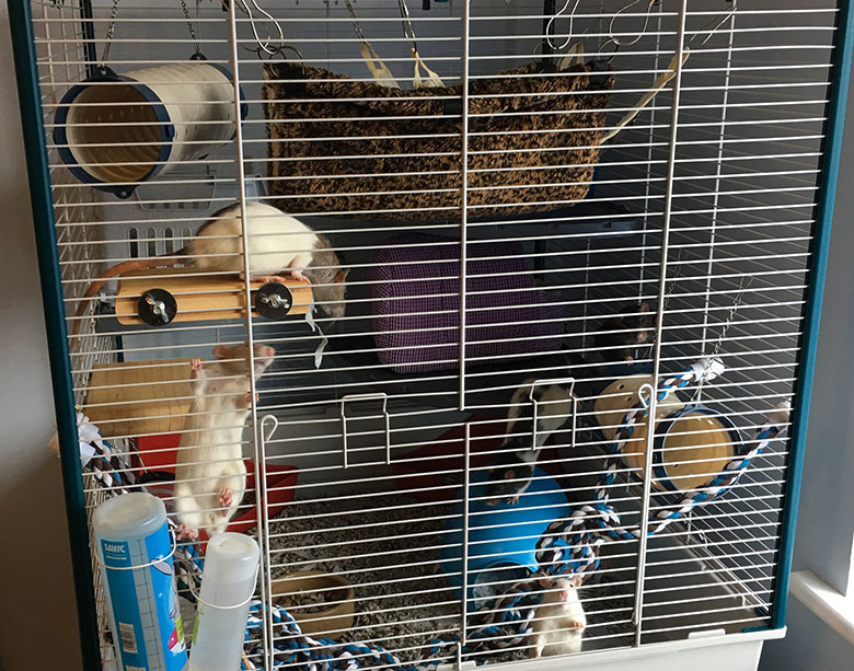 Our rats in their Furplast Furret cage