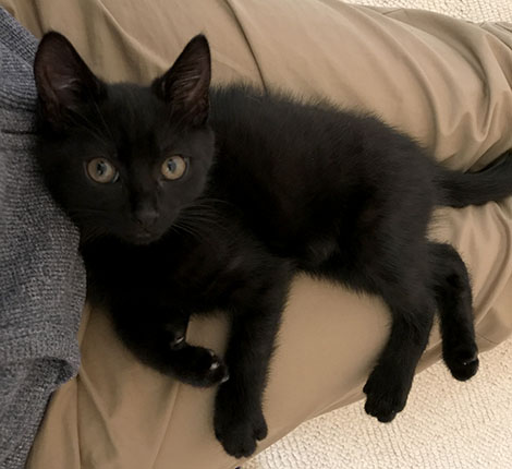 Our new black kitten Inkie, sitting on my lap