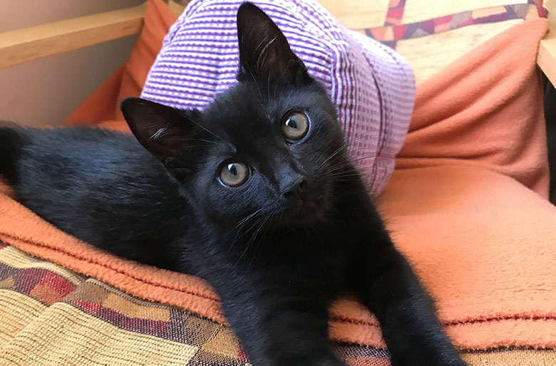 Our black kitten Jessie