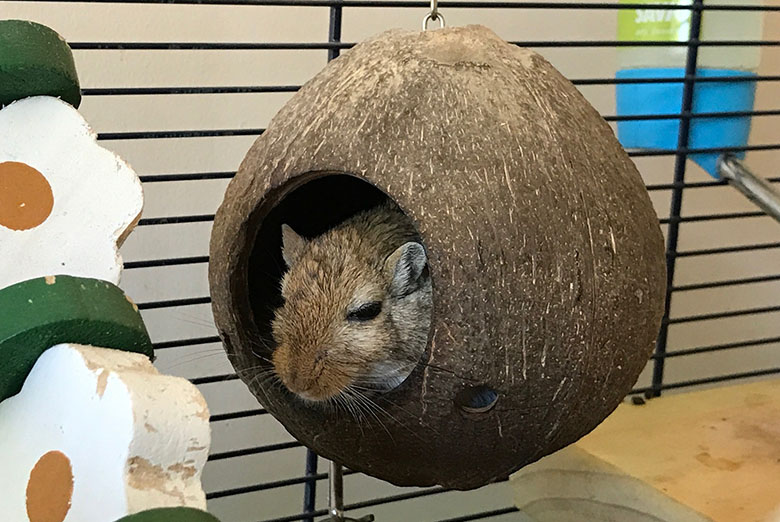 Our gerbil, Almond sitting in a hollowed out coconut