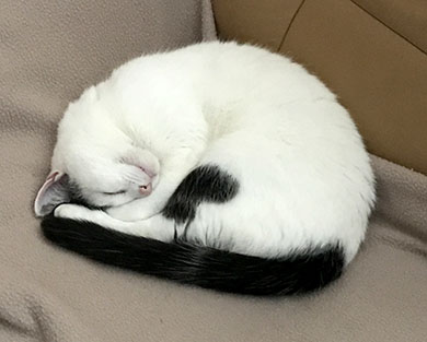 Our little cat Inkie curled up asleep on the sofa