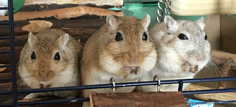 Cashew (right) with his brothers