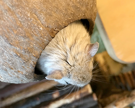Our grey gerbil, Plum sitting in her coconut house
