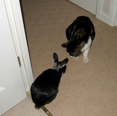 Our bunny, Fawn and his new friend Custard the cat